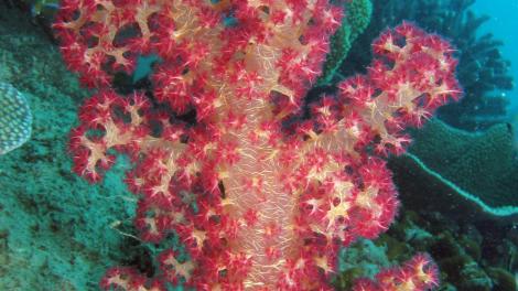 A pink soft coral under water